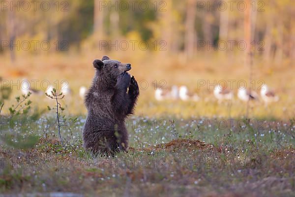 European brown bear