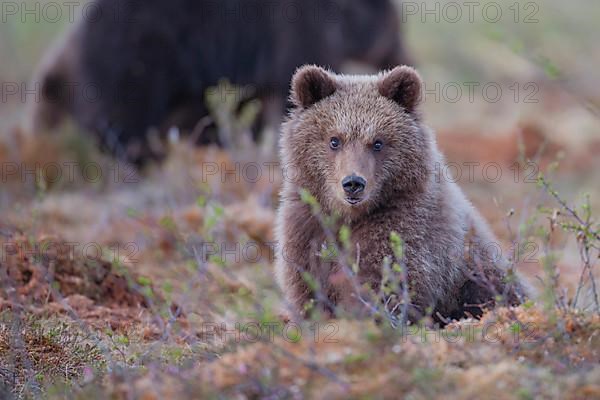 European brown bear