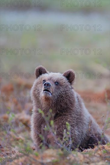 European brown bear