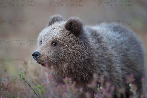 European brown bear