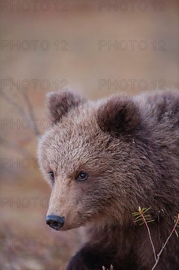 European brown bear