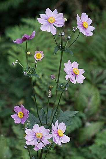 Chinese anemone