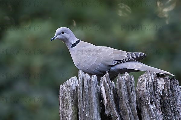 Eurasian Collared Dove