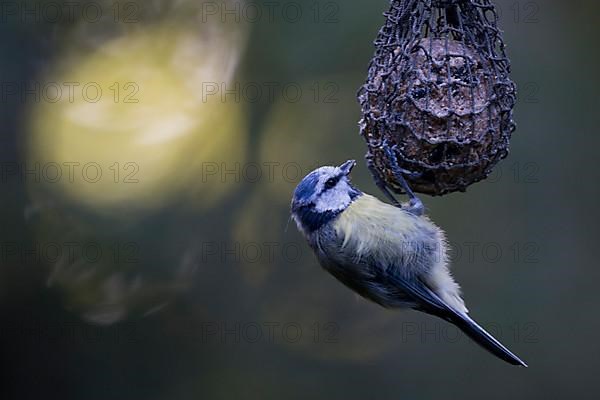 Blue tit