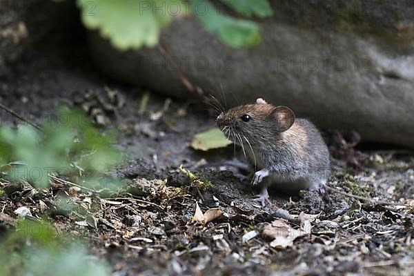 Bank vole