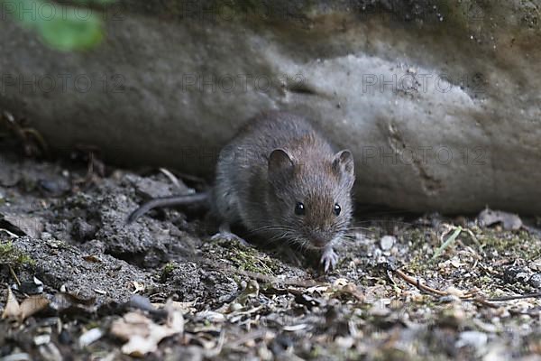 Bank vole