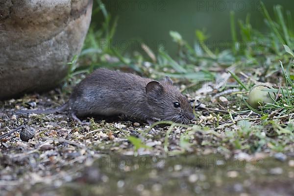 Bank vole