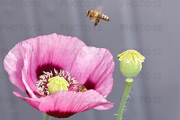 Oriental poppy