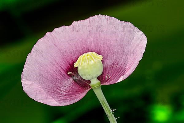 Oriental poppy