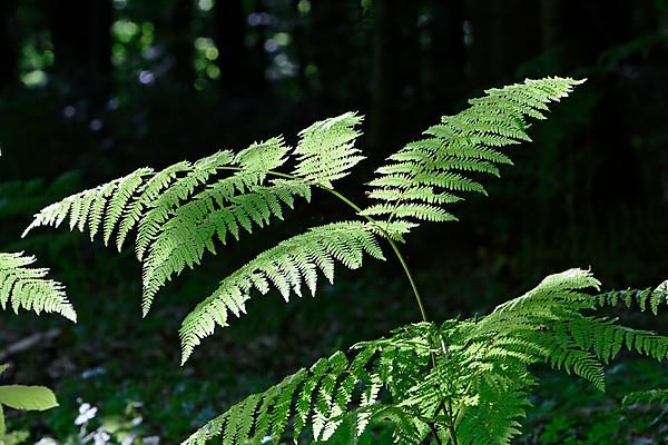 Tree ferns