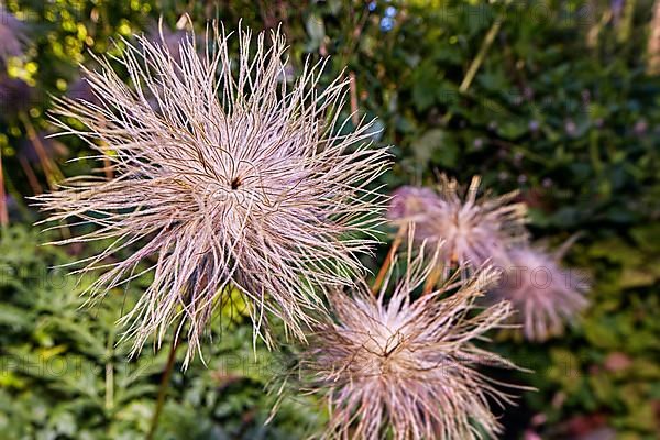 Pasque flower