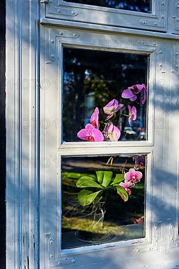 Orchid behind window