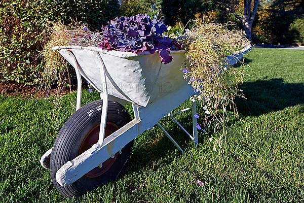 Wheelbarrow with flowers