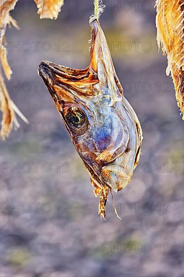 Dried fish