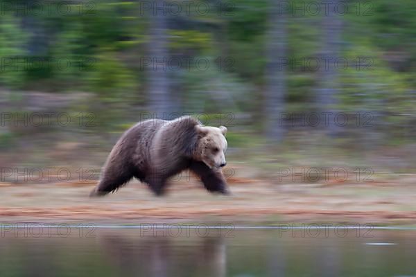 European brown bear