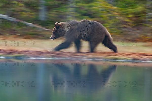 European brown bear