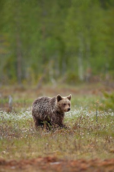 European brown bear