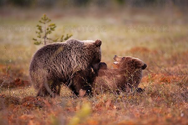 European brown bear