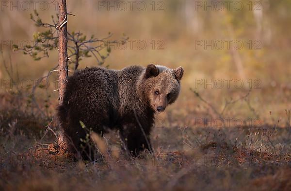 European brown bear