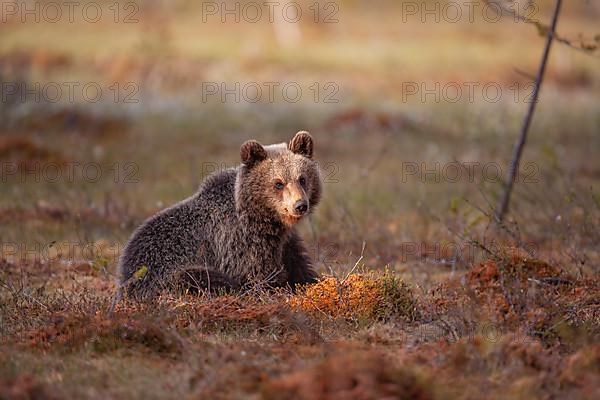 European brown bear