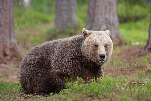 European brown bear