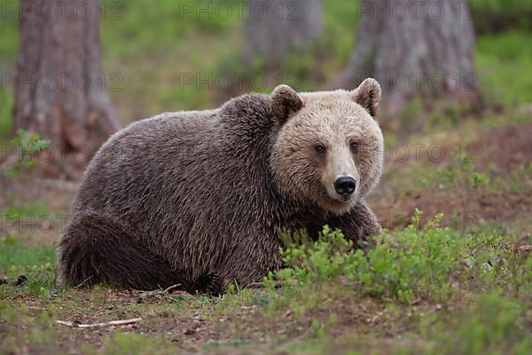 European brown bear