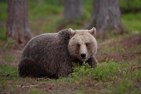 European brown bear