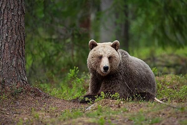 European brown bear