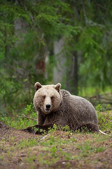 European brown bear