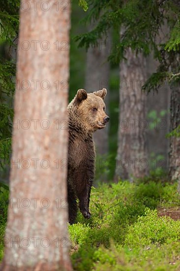 European brown bear