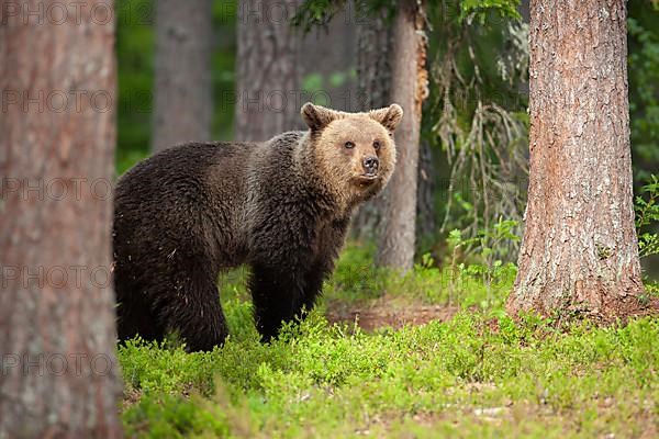 European brown bear