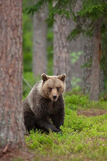 European brown bear