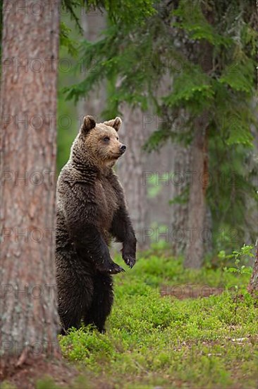 European brown bear