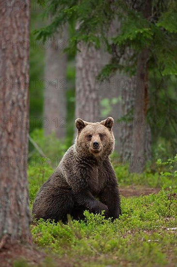 European brown bear