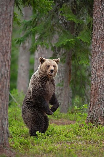 European brown bear