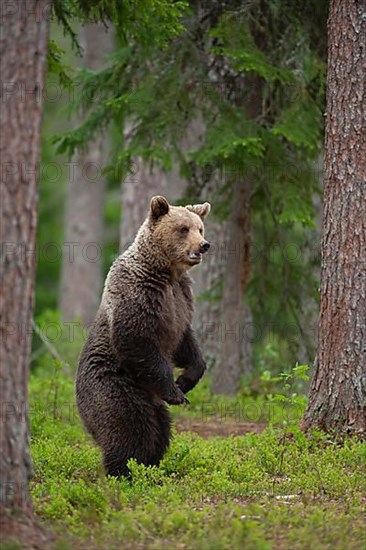 European brown bear