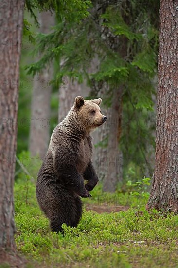 European brown bear