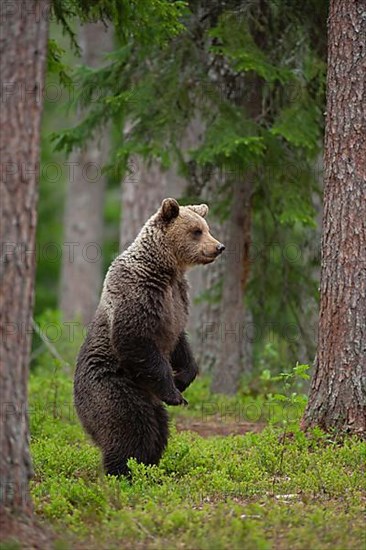 European brown bear