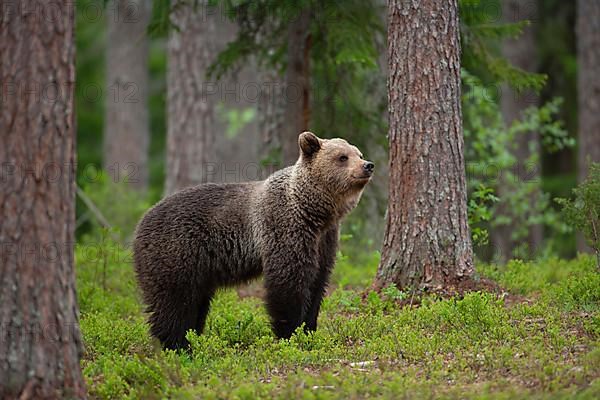 European brown bear