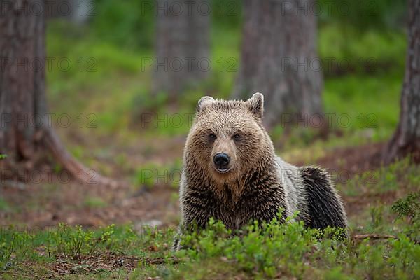 European brown bear