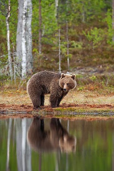 European brown bear