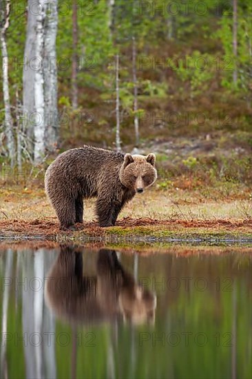 European brown bear