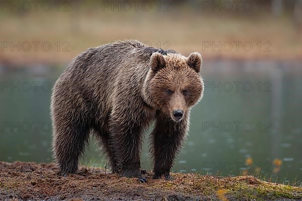 European brown bear