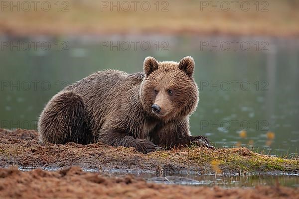 European brown bear