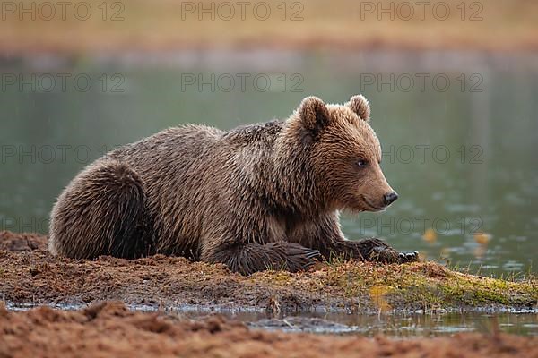 European brown bear