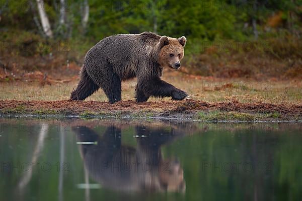 European brown bear