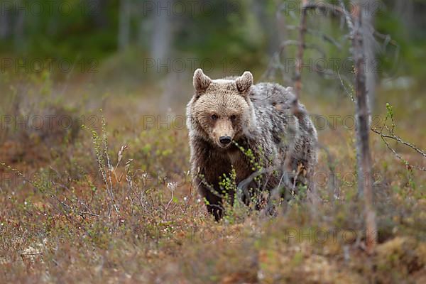 European brown bear