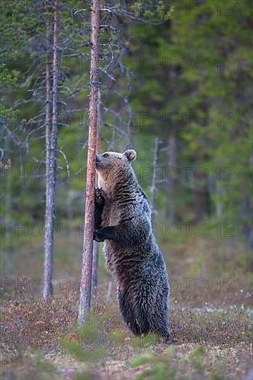 European brown bear