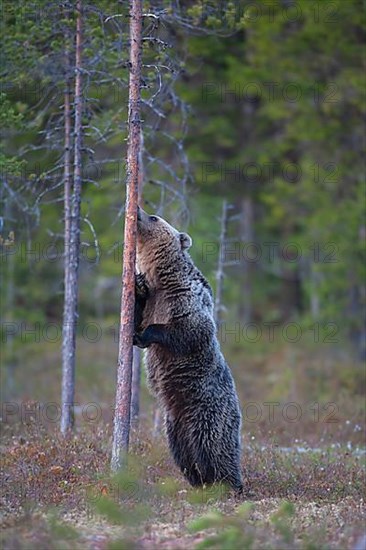 European brown bear