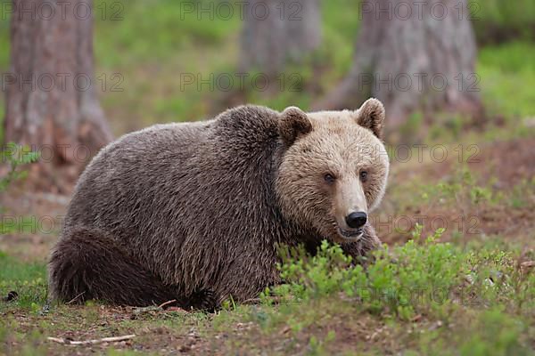 European brown bear